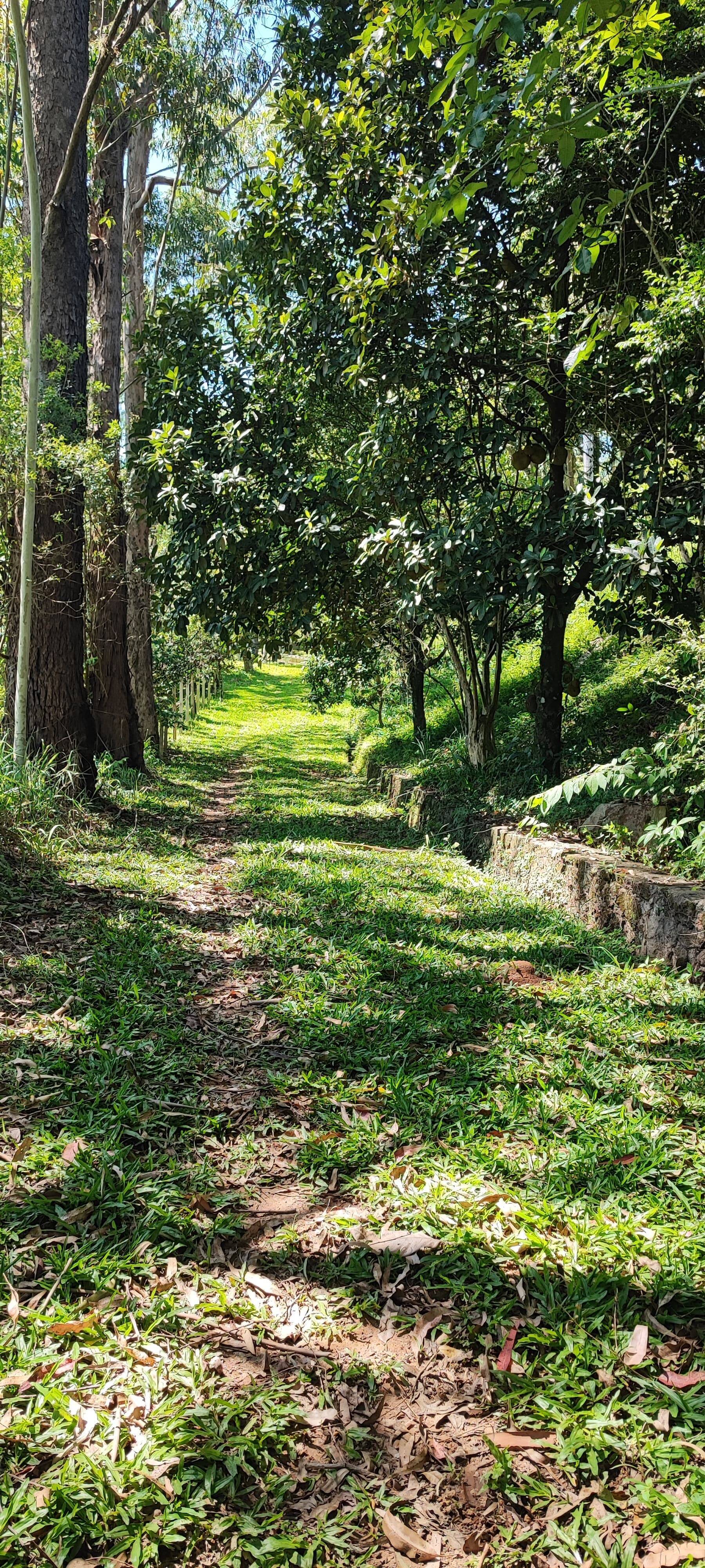 Fazenda à venda com 7 quartos, 242000m² - Foto 10