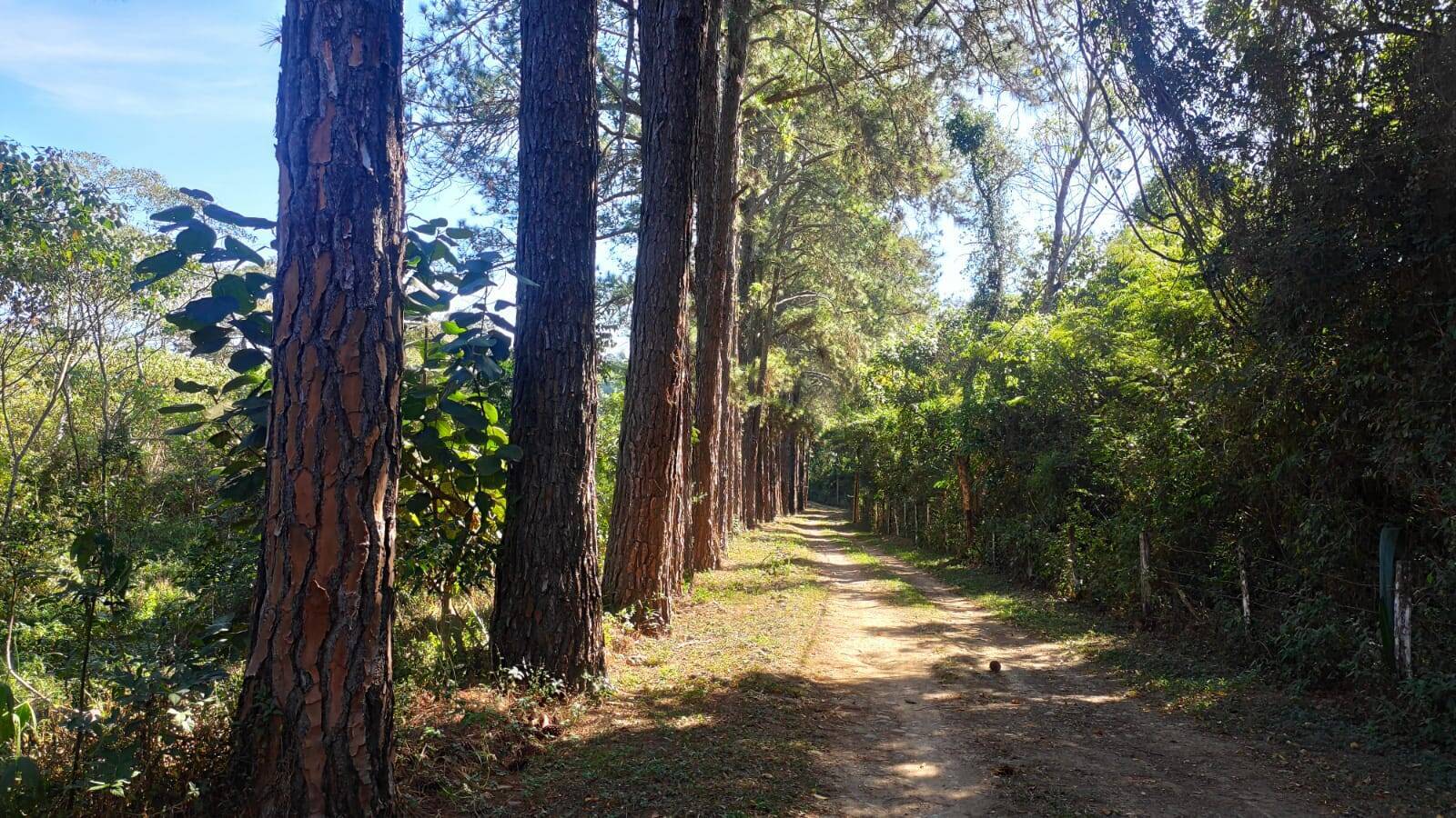 Fazenda à venda com 4 quartos, 363000m² - Foto 67